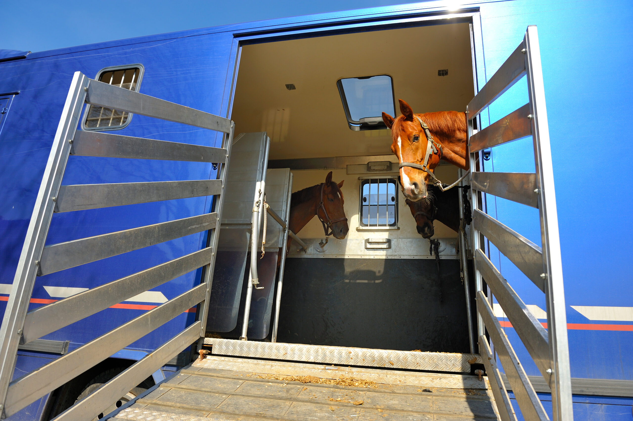 Transporte caballos Galicia
